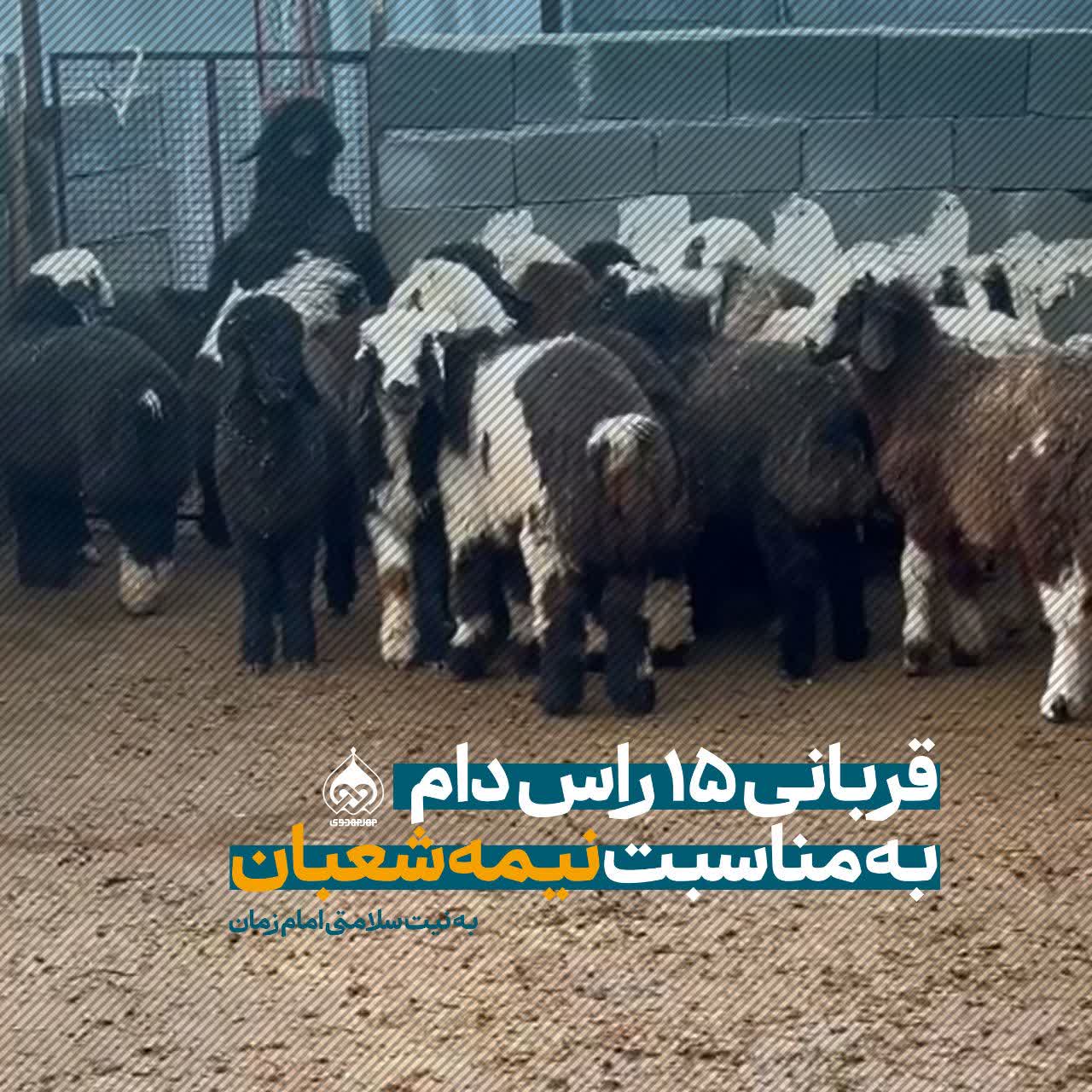 قربانی ۱۵ راس دام به مناسبت نیمه شعبان